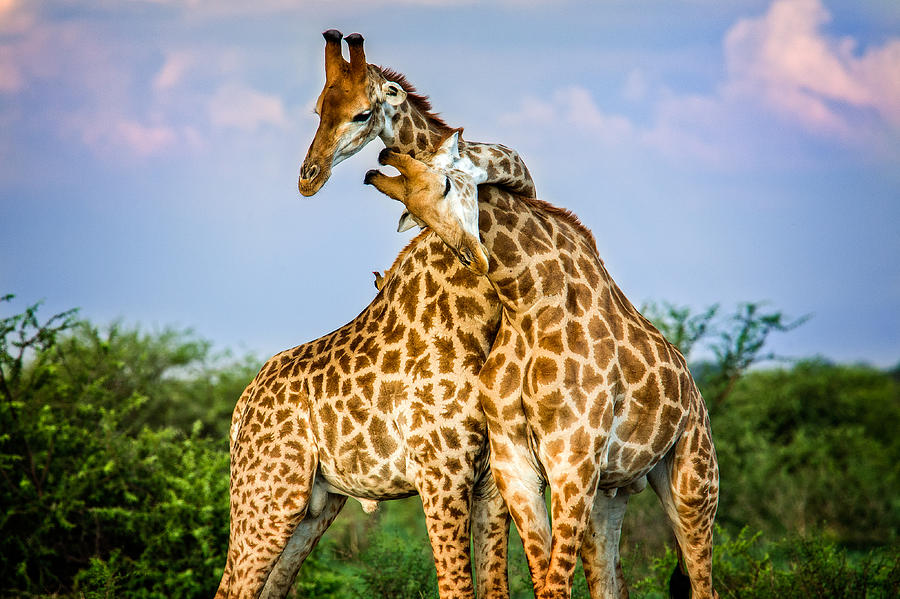 Animal Photograph - Hugging Giraffes by Tim Booth