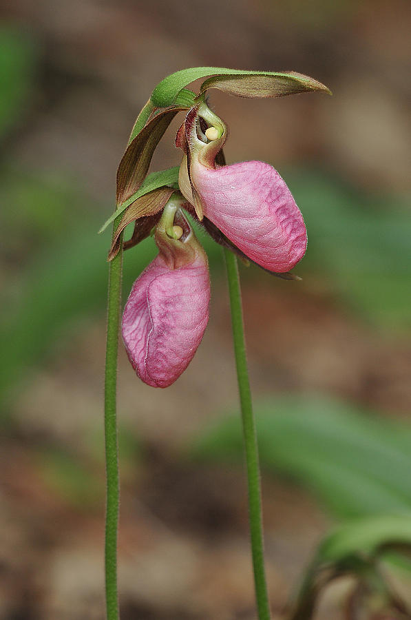 Hugging Lady Slippers Photograph by Alan Lenk