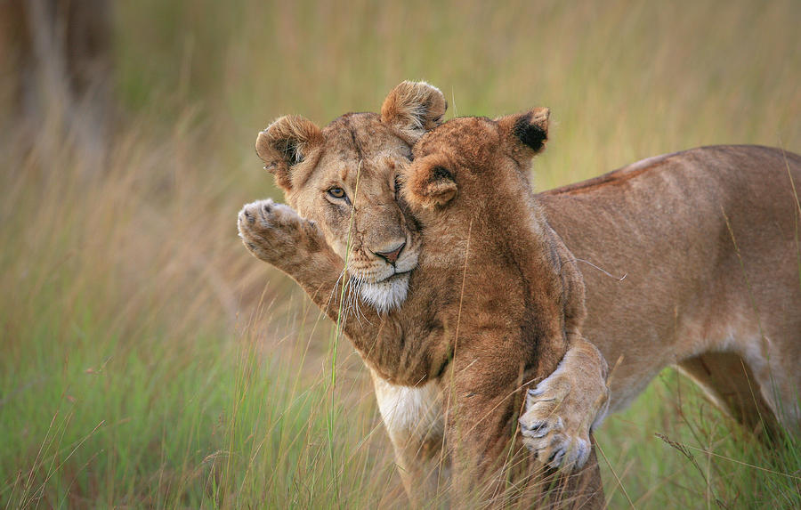 Wildlife Photograph - Hugs by Jeffrey C. Sink