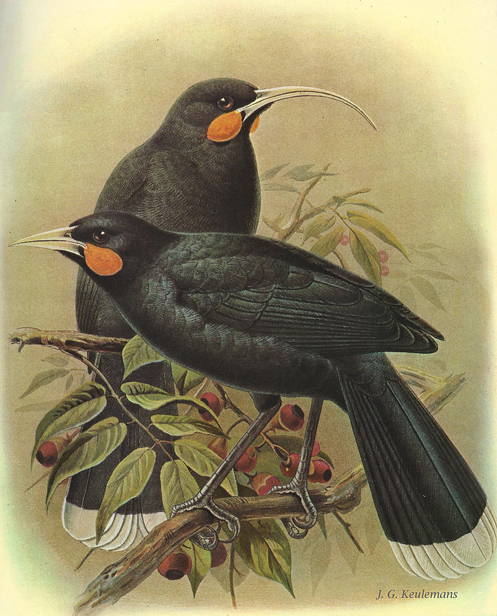 John James Audubon Painting - Huia by Dreyer Wildlife Print Collections 