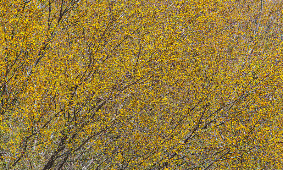 Huisache Tree Densely Flowering Photograph by Steven Schwartzman