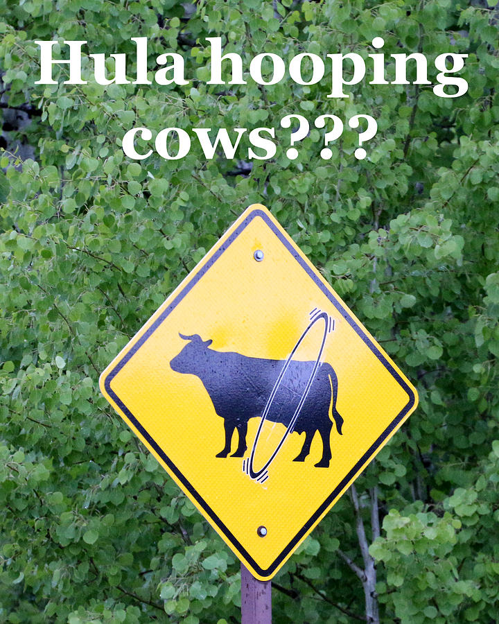 Hula-hooping Cows Photograph by George Jones