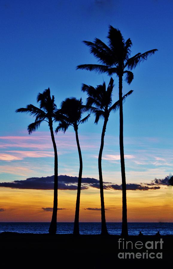 Hula Palms at Sunset Photograph by Craig Wood