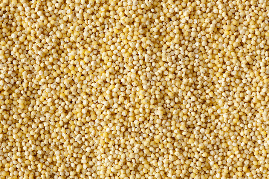 Hulled Millet Photograph by Keithferrisphoto