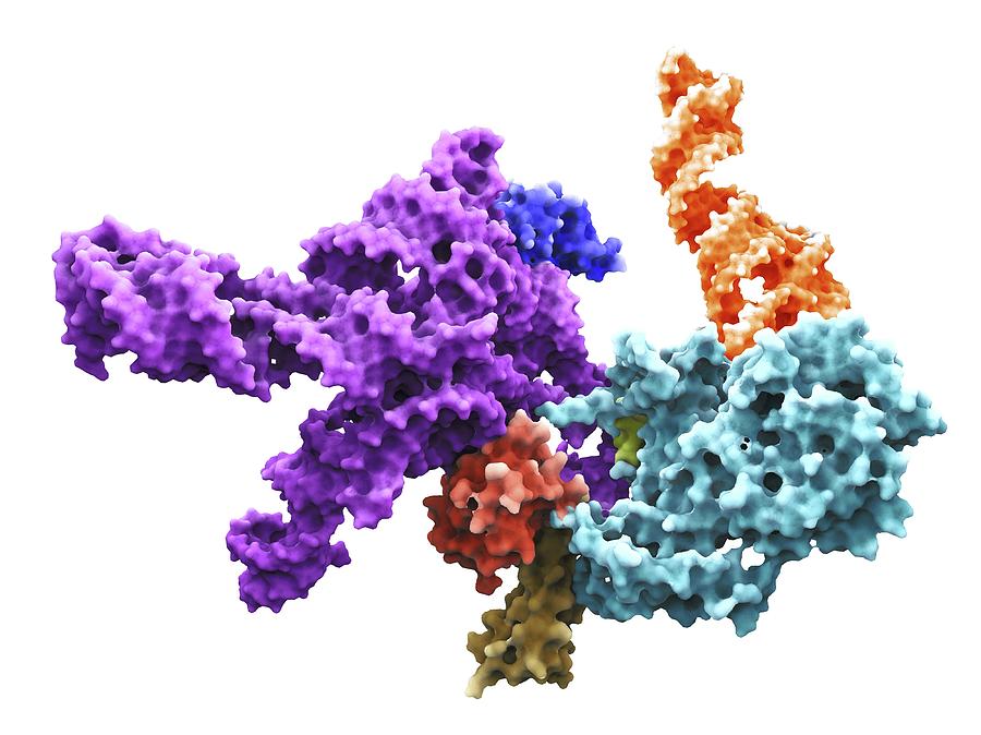 Токсичные белки. Рибонуклеопротеин. Heterogeneous nuclear ribonucleoproteins с1. Deinococcus Radiodurans ДНК. РНК фото под микроскопом.