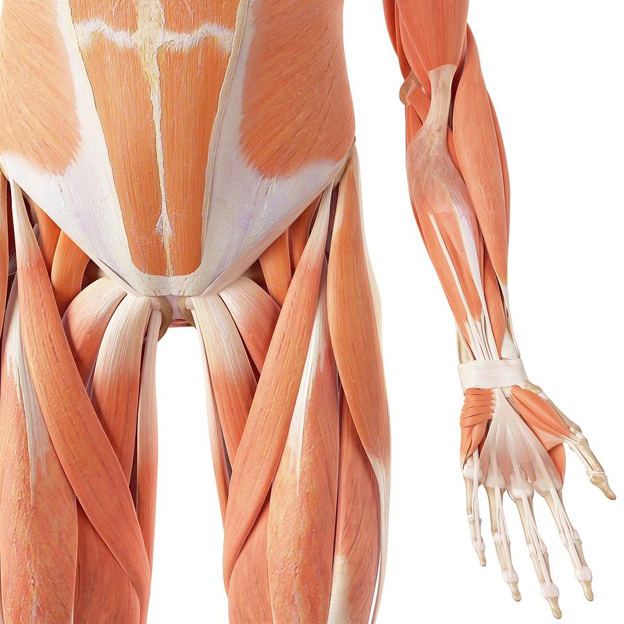 Muscles of the leg, artwork - Stock Image - C020/7451 - Science Photo  Library