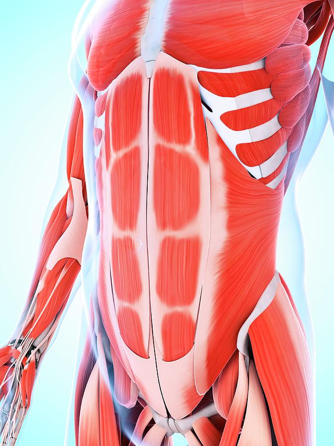 Human Abdominal Muscular System Photograph by Sebastian Kaulitzki