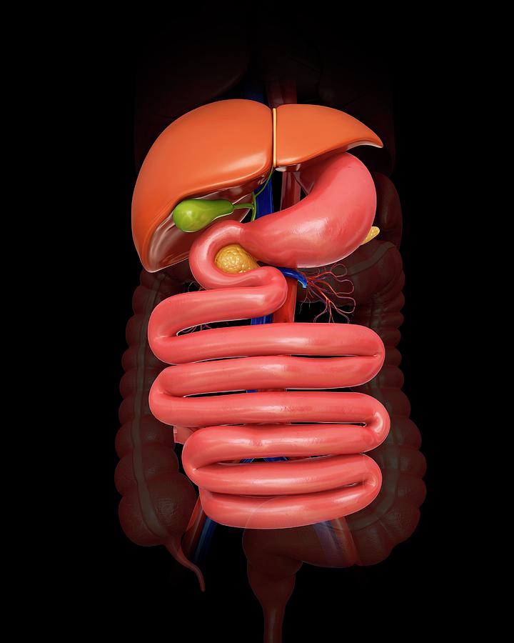 Human Abdominal Organs Photograph By Pixologicstudio Pixels