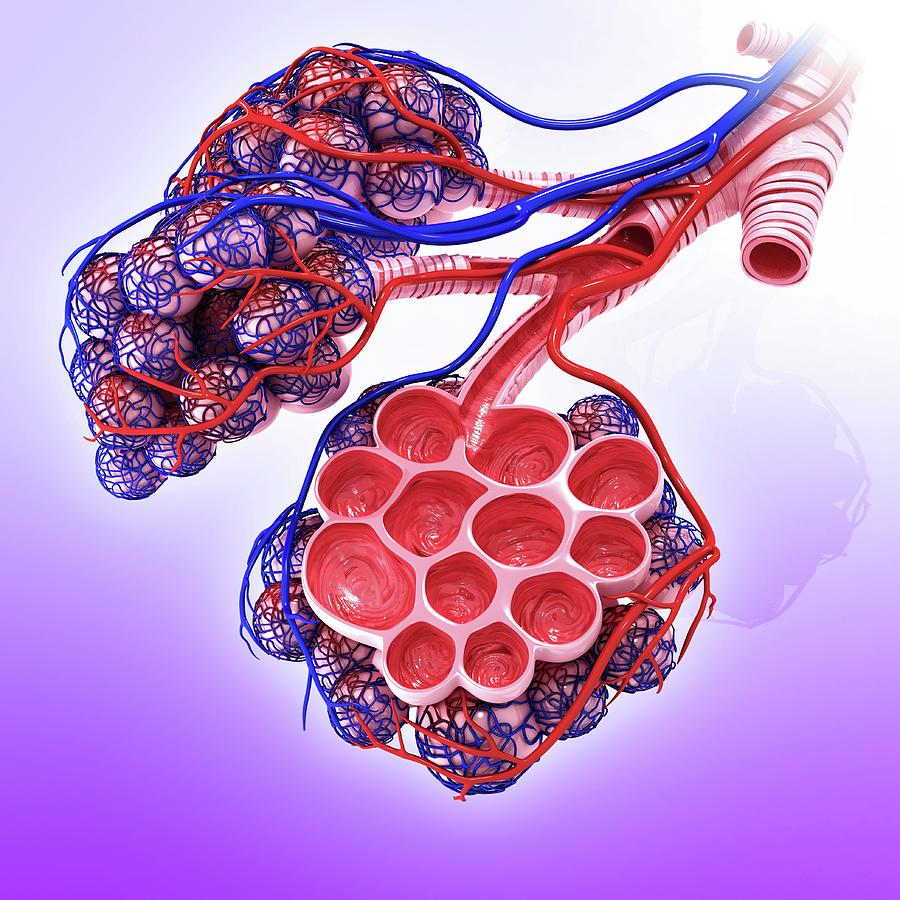 Alveoli Photo