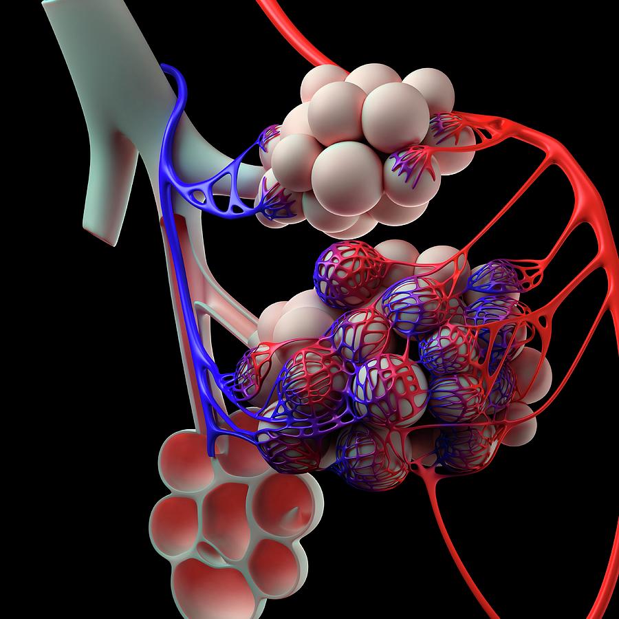 Human Alveoli Photograph by Sciepro/science Photo Library | Fine Art ...