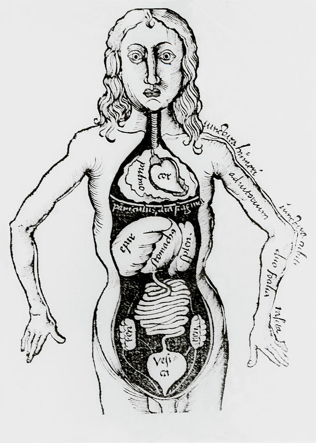 Human Anatomy As Seen In A Book Published In 1508 Photograph by Science Photo Library