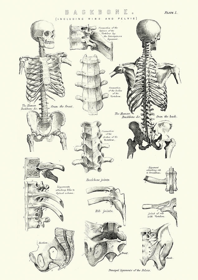 Human Anatomy - Backbone including Ribs and Pelvis Drawing by Duncan1890