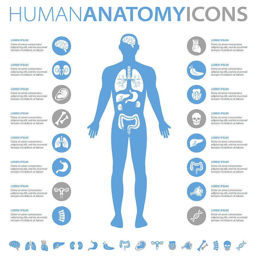 Human Anatomy Icons Drawing by Pop_jop