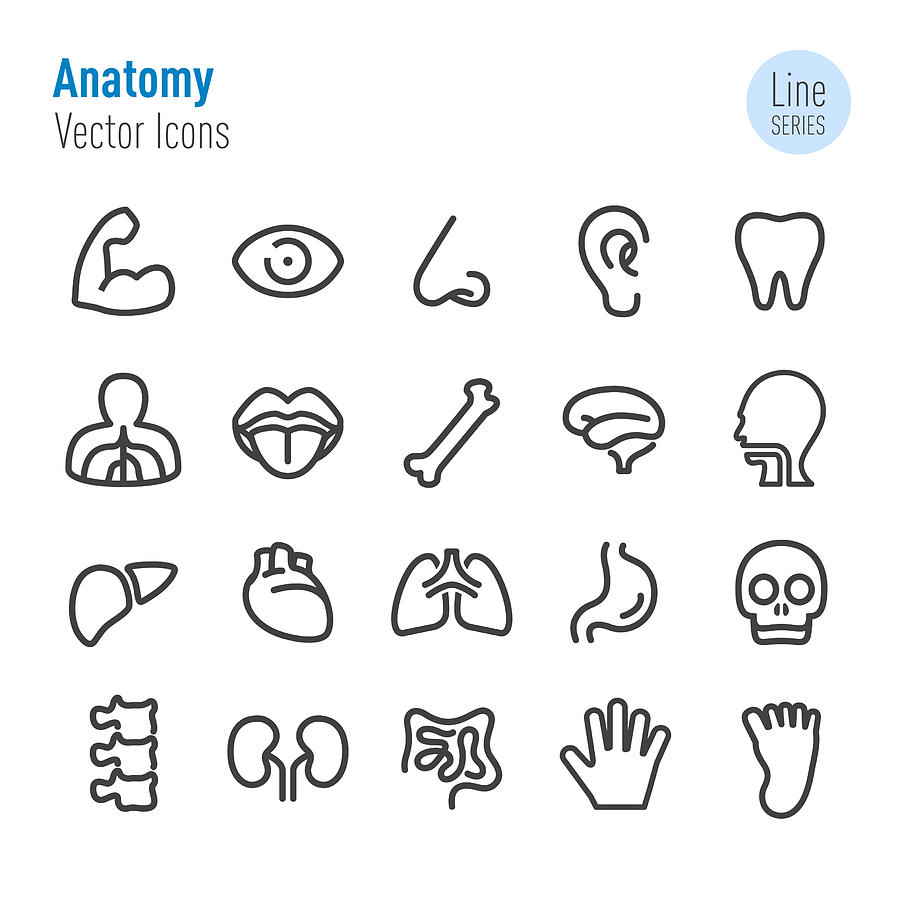 Human Anatomy Icons - Vector Line Series Drawing by -victor-