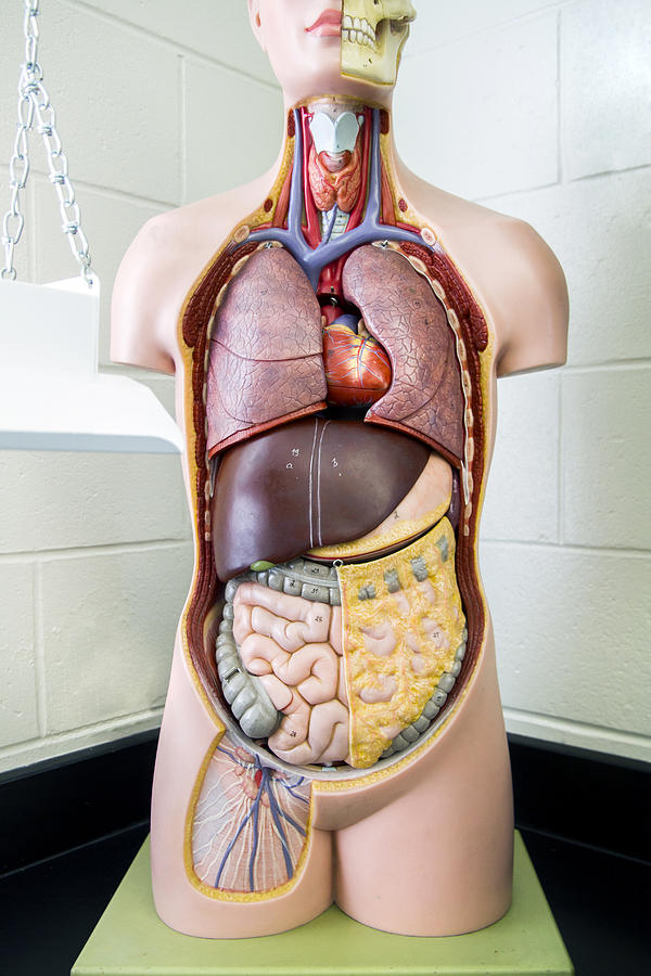 Human anatomy model. Photograph by Gina Pricope