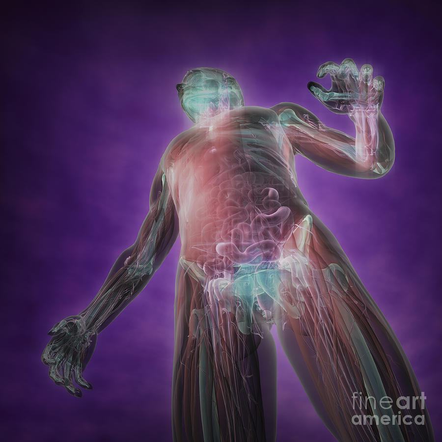 Human Anatomy Photograph by Science Picture Co