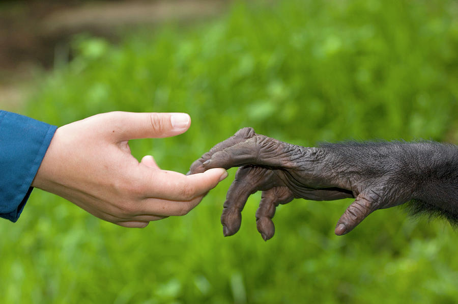 Human And Bonobo Ape Hands Photograph by Tony Camacho/science Photo Library