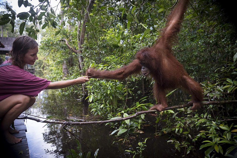 Human and orangutan interacting at Tanjung Puting National Park, Borneo Photograph by Joel Carillet