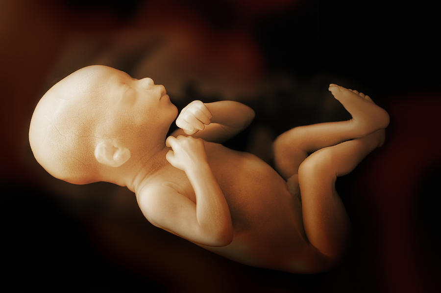 Human Baby in the Womb Photograph by ninjaMonkeyStudio