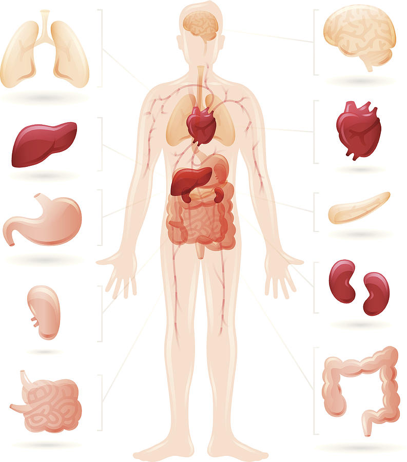 Human body and organs diagram Drawing by Filo