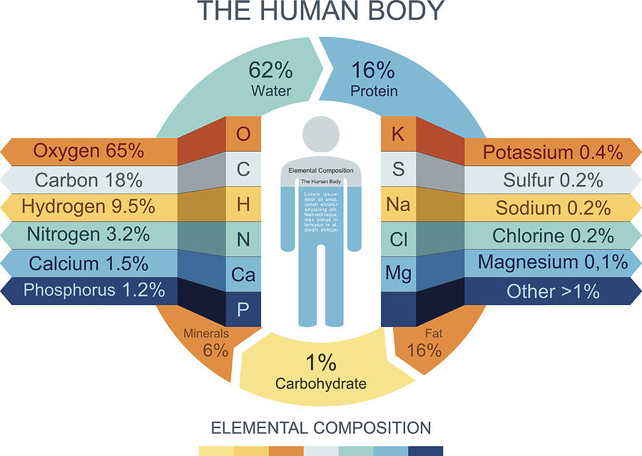Human Body Infographics Drawing by Youst