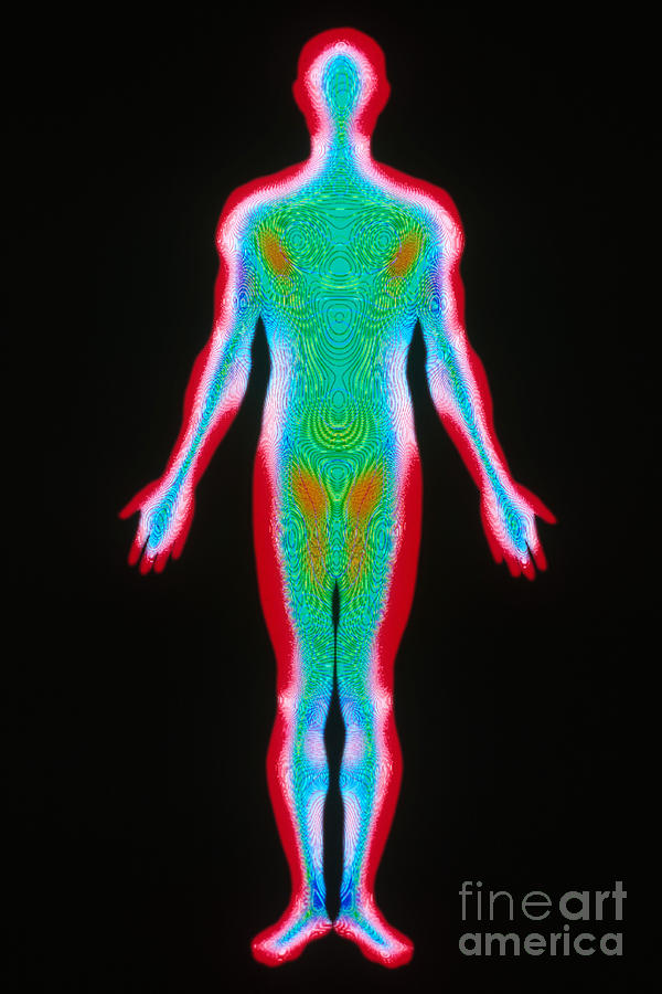 Human Body Photograph by Scott Camazine