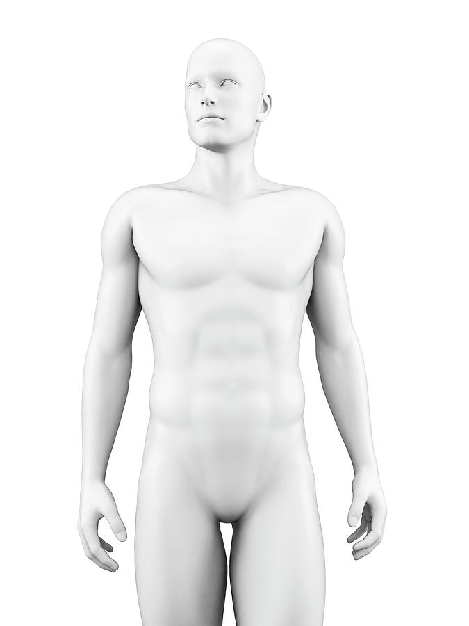 Human Body Photograph by Science Photo Library Human Body Photograph by Science Photo Library