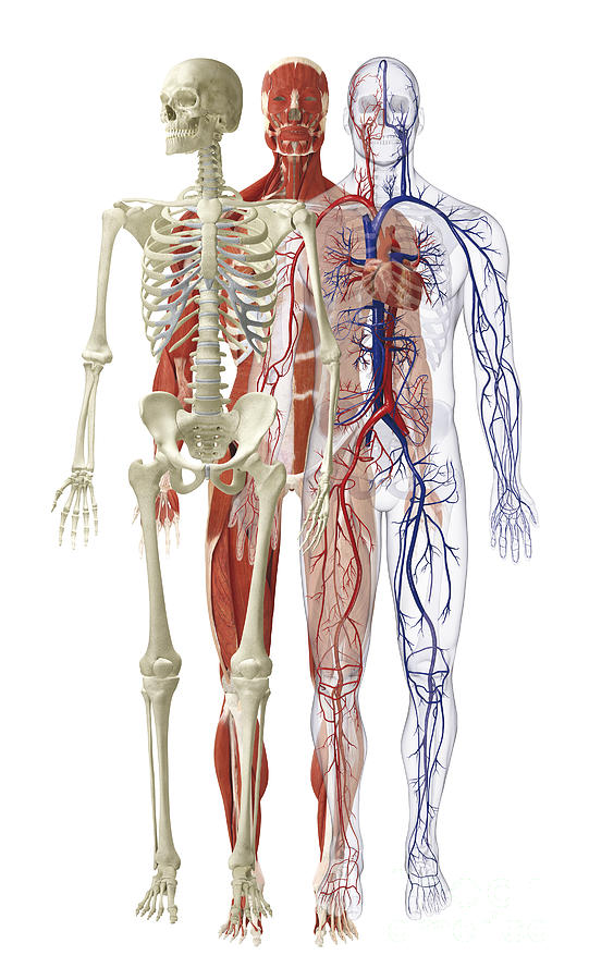 Human Body Systems, Illustration Photograph by Dorling Kindersley