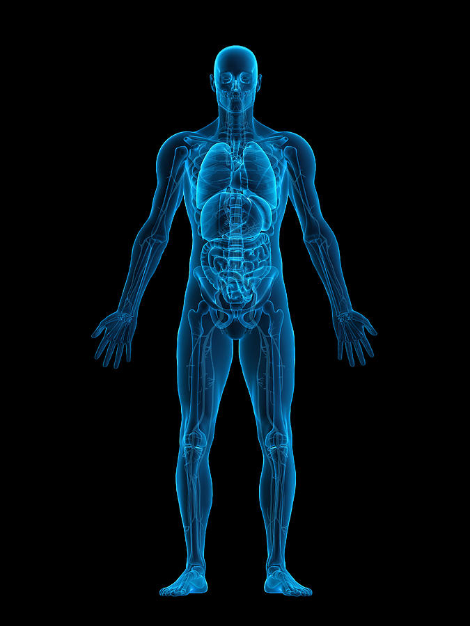Human body X-ray Photograph by Comotion_design