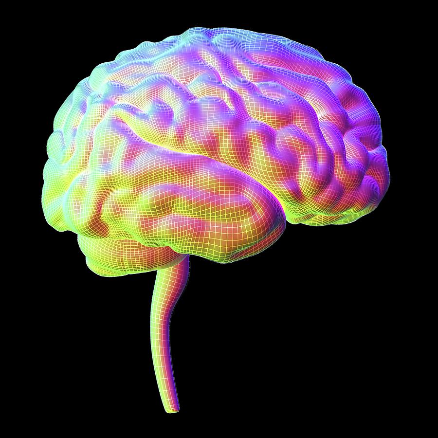 Human Brain Photograph by Alfred Pasieka