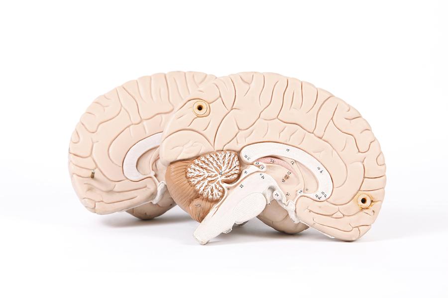 Human brain, anatomical model Photograph by Science Photo Library ...