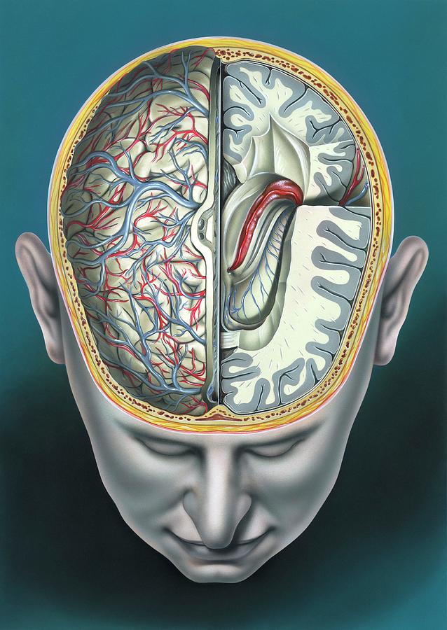 Human Brain Anatomy Photograph By John Bavosiscience Photo Library