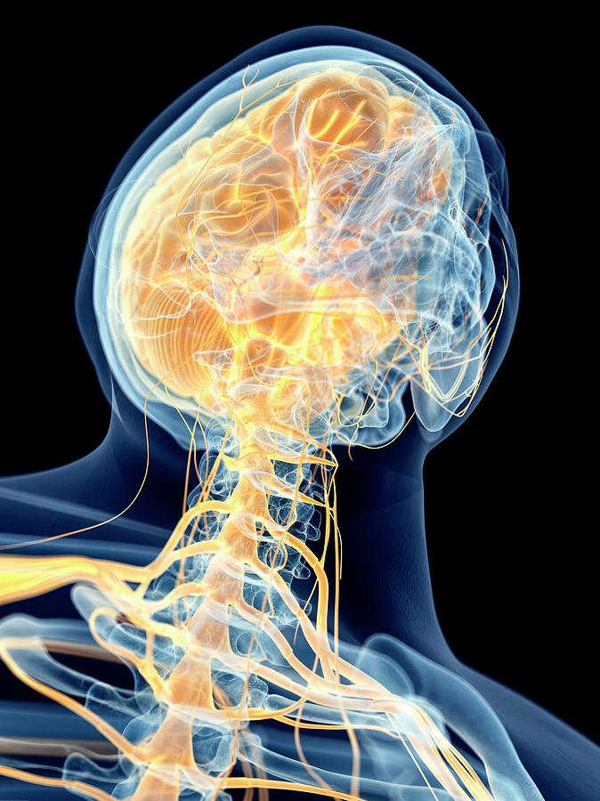 Human Brain And Cervical Nerves Photograph by Sebastian Kaulitzki ...