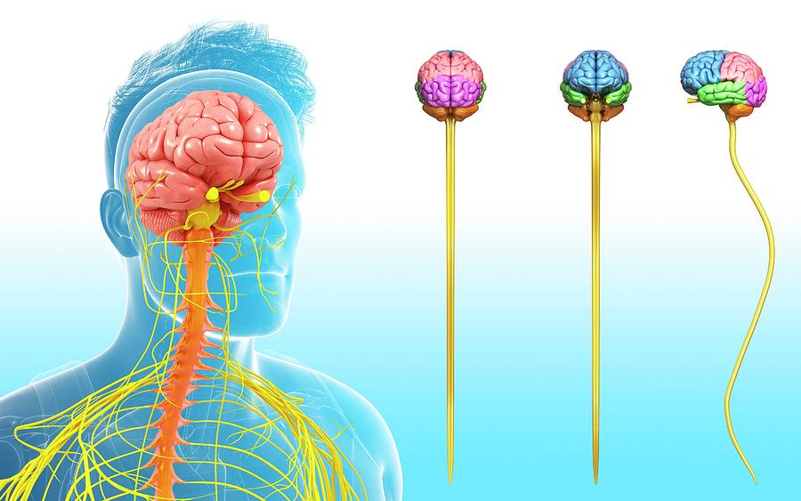 Human Brain And Spinal Cord