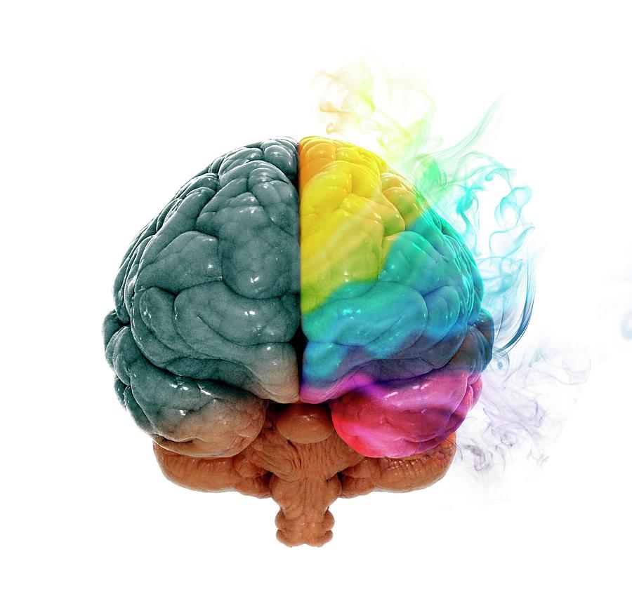 Human Brain, Artwork Digital Art by Andrzej Wojcicki