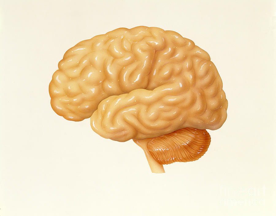 Human Brain Photograph by Carlyn Iverson