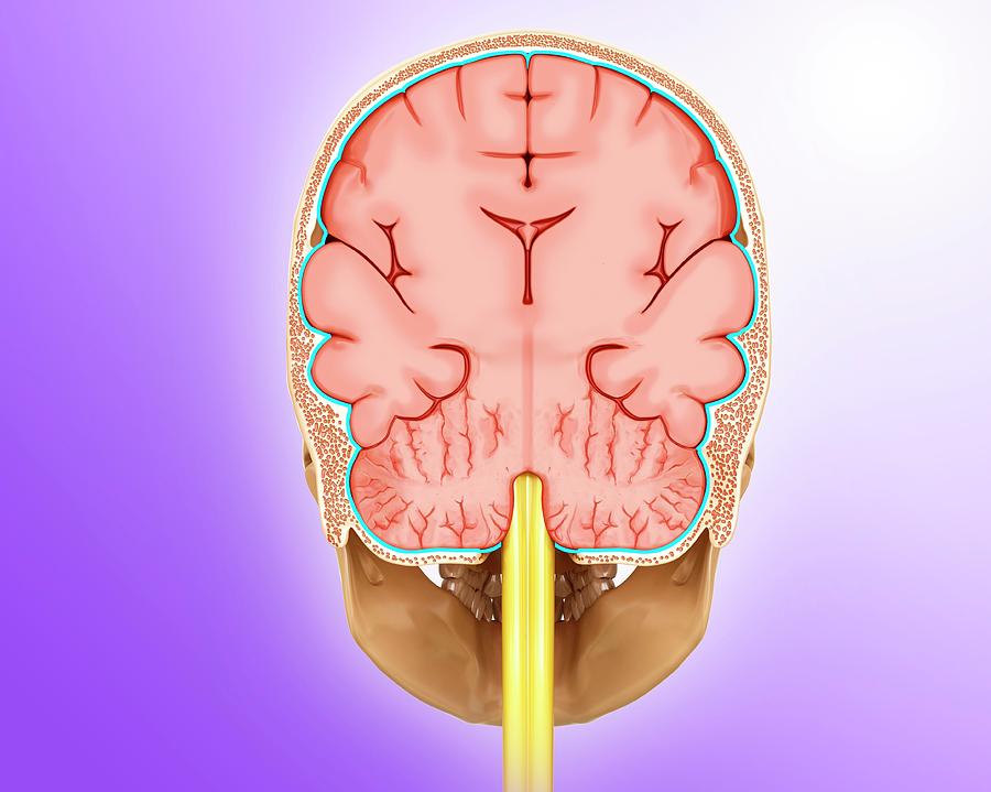 coronal brain labeled