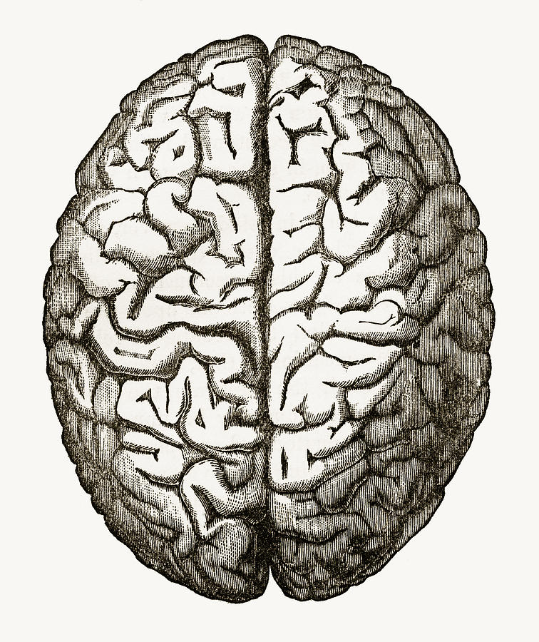 Human Brain Isolated on White Engraved Illustration, Circa 1880 Drawing by Bauhaus1000