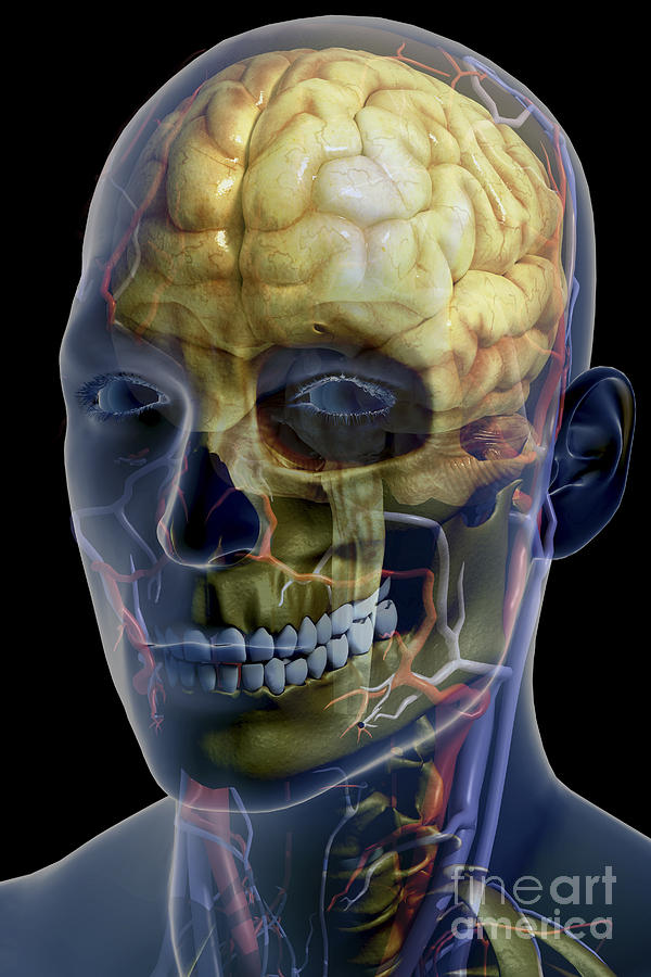 Skull Photograph - Human Brain by Science Picture Co