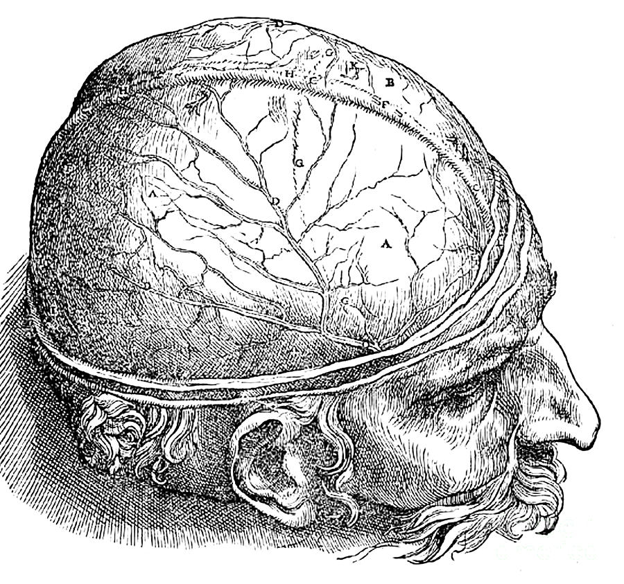 Human Brain Vesalius 16th Century Photograph by Science Source