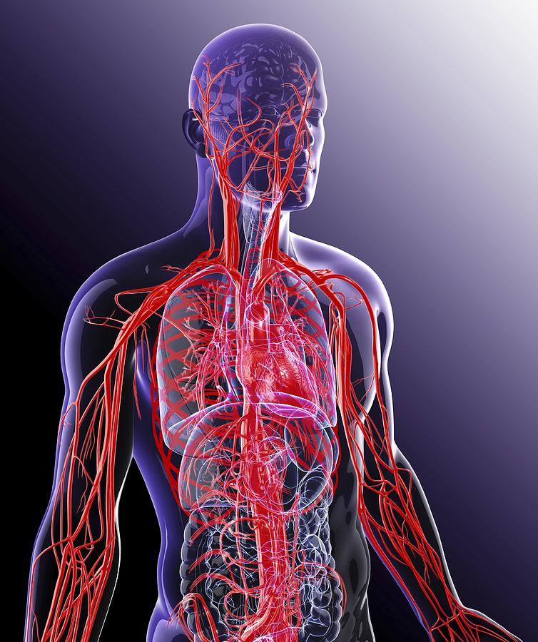 Human cardiovascular system, artwork Drawing by Pixologicstudio