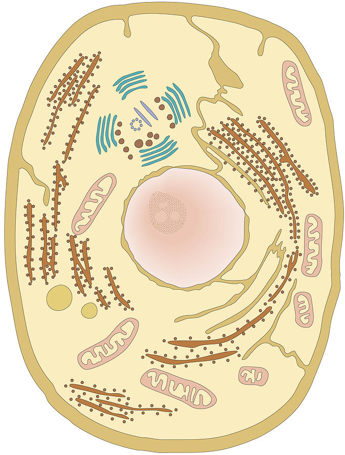 Human Cell, Illustration Photograph by QA International