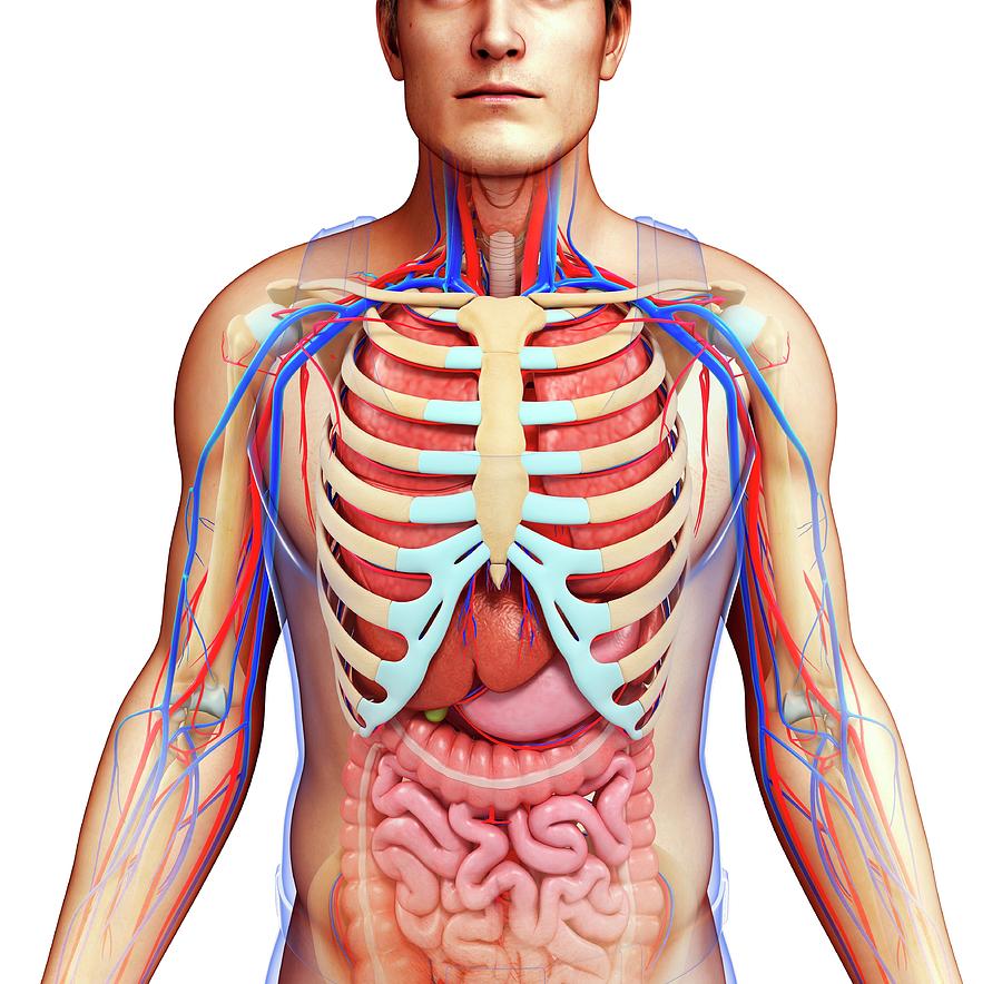 Human Chest Anatomy Photograph by Pixologicstudio/science Photo Library ...