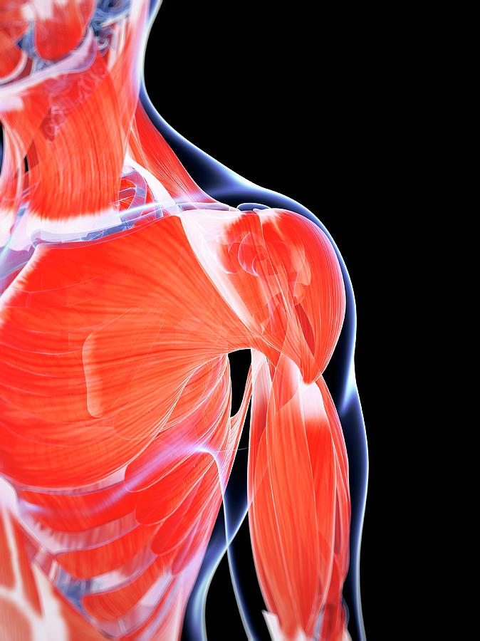 Human Chest And Shoulder Muscles Photograph by Sebastian Kaulitzki