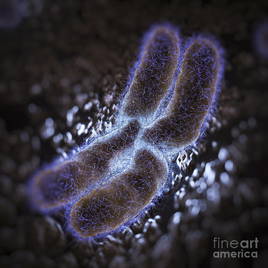 Human Chromosome Photograph by Science Picture Co
