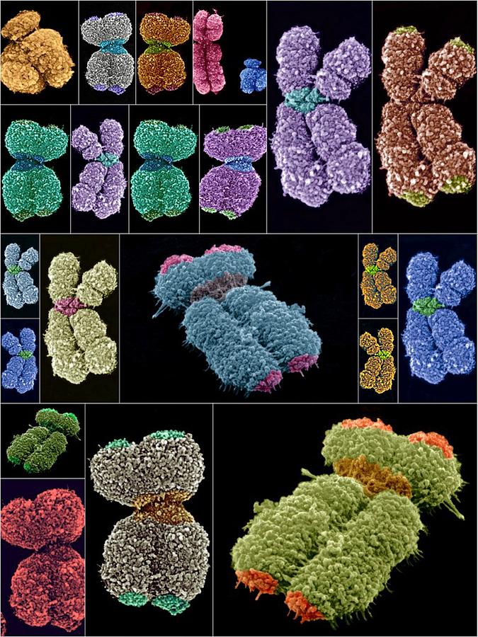 Chromosome Photograph - Human chromosomes, SEMs by Science Photo Library