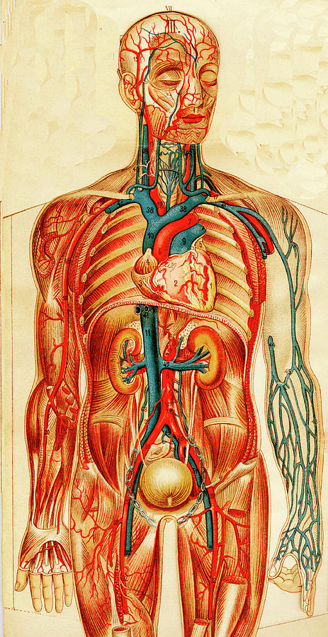 Human Circulatory System Photograph By Collection Abecasis Science 