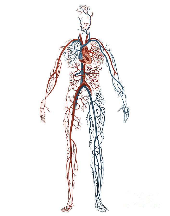Human Circulatory System, Illustration Photograph by Gwen Shockey
