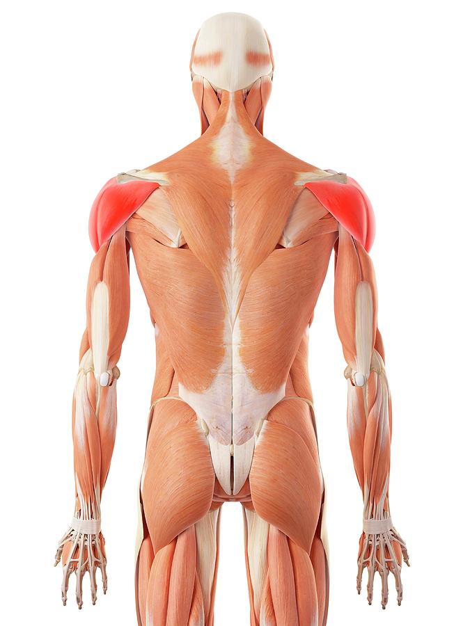 Latissimus Dorsi muscle