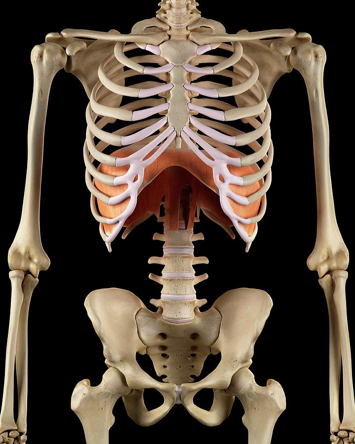 Human Diaphragm Photograph by Sciepro
